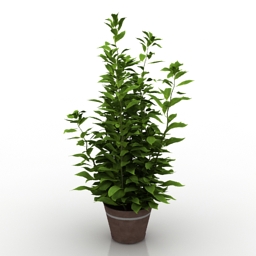 plant house 3D Model Preview #31703a72
