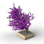 Bonsai