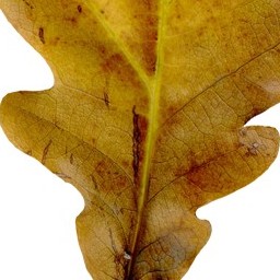 Leaf