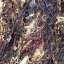 Seaweed