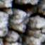 Bark