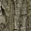 Bark