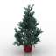 Blue spruce