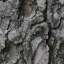 Bark