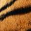 Fur