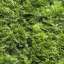 Grass