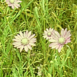 Grass