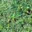 Grass