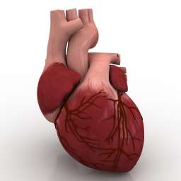 3D Heart preview