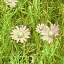 Grass
