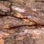 Bark