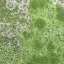 Mould