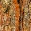 Bark