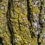Bark