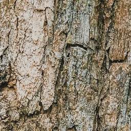 Bark