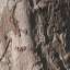 Bark