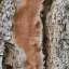 Bark