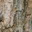 Bark