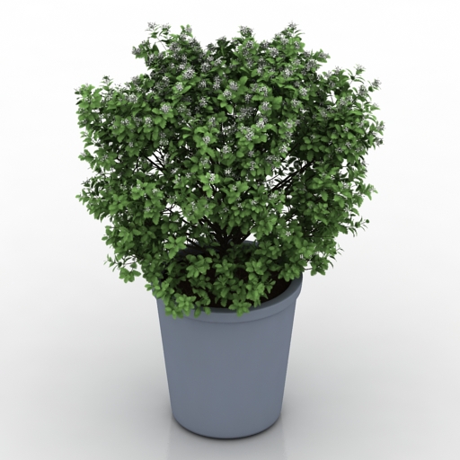 plant white butterfly pot 3D Model Preview #5e163132