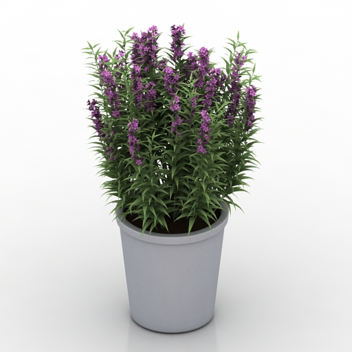 Plant 3D model large preview