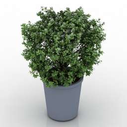 3D Plant preview