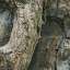 Bark