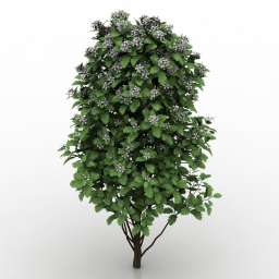 3D Bush preview