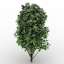 Bush