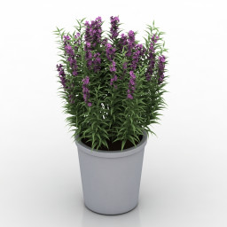 3D Plant preview