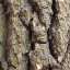 Bark