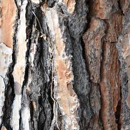 Bark