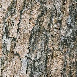 Bark