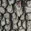 Bark