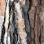 Bark