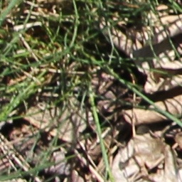 Grass