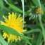 Grass