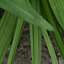 Grass