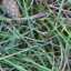 Grass