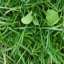 Grass