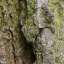 Bark