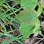 Grass