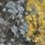 Bark
