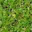 Grass
