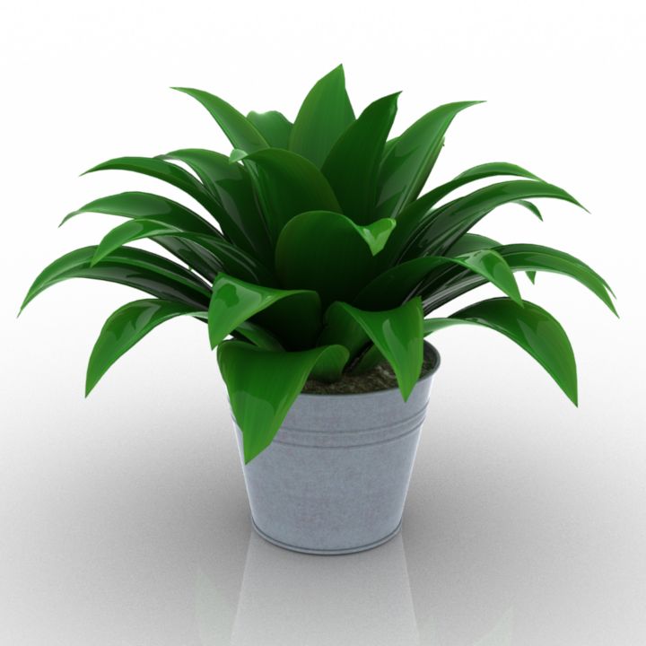 dracaena janet graig vase grass 3D Model Preview #28b5f71e