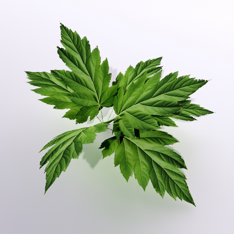 Leafs 3D model large preview