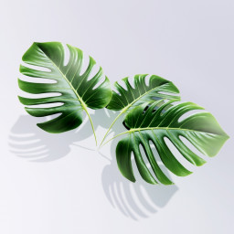 3D Leafs preview