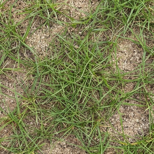 Grass texture - free download
