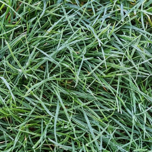 Grass texture - free download