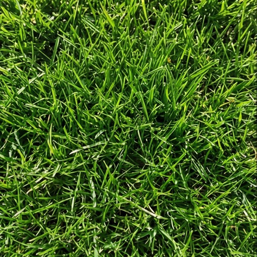 Grass texture - free download