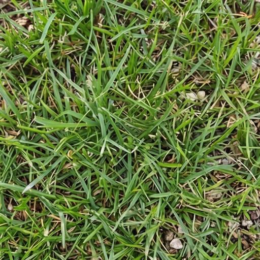 Grass texture - free download